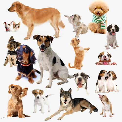 宠物狗狗图片模板免费下载