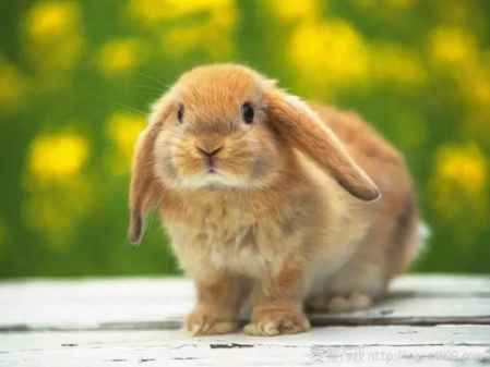 荷兰侏儒兔图片