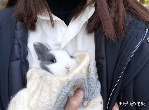 深圳龙岗龙东宠物店猫寄养一天多少钱