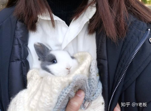 无锡犬舍宠物狗狗出售纯种萨摩犬幼犬白色萨摩耶犬领养