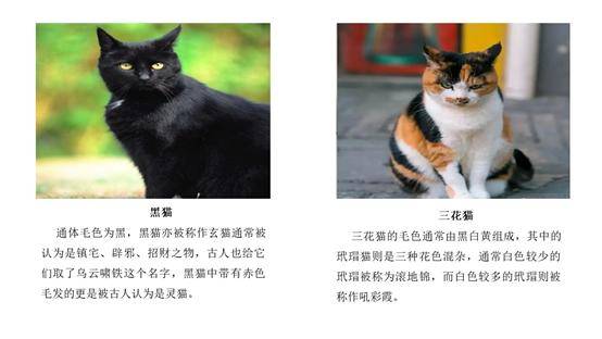 手绘卡通猫咪高清素材