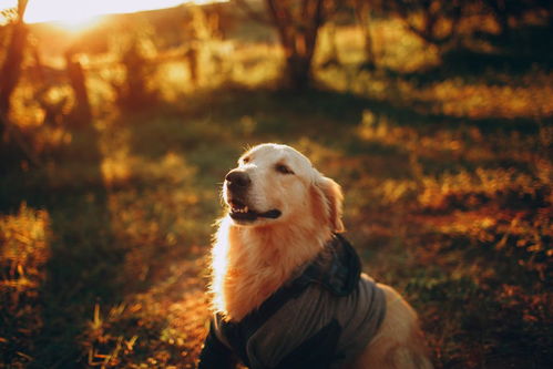 宠物犬排行