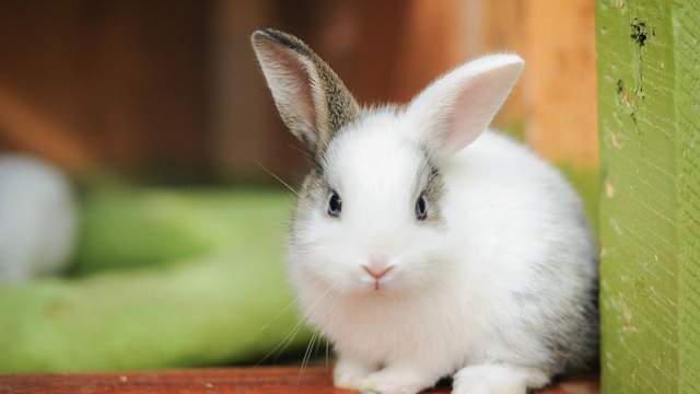 别看宠物兔是那么的娇小,很多情况下发起威来都能咬断你的手指哦