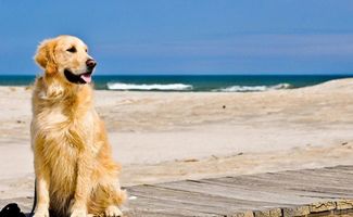 咸阳宠物狗狗犬舍出售纯种高加索犬大型犬宠物狗网站哪里有卖