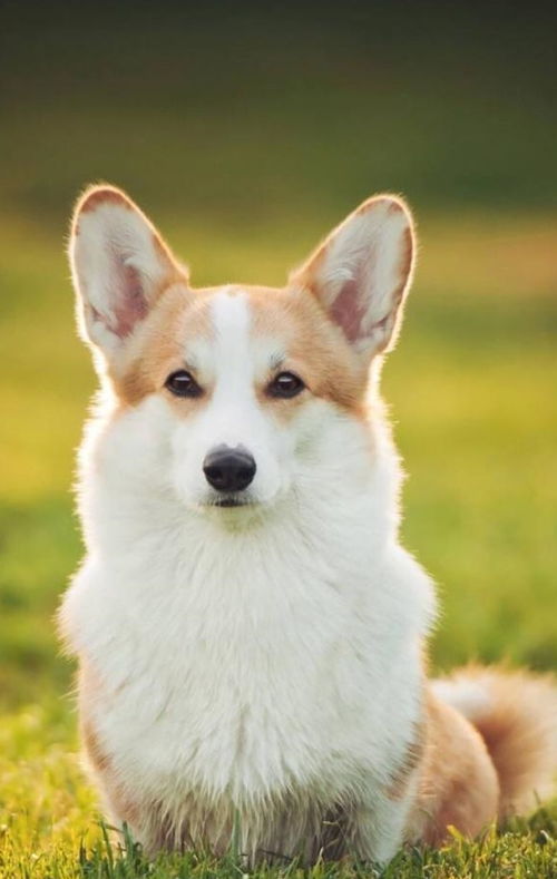 有关柴犬醉全科普知识,日本国宝级宠物犬,看看适不适合你饲养