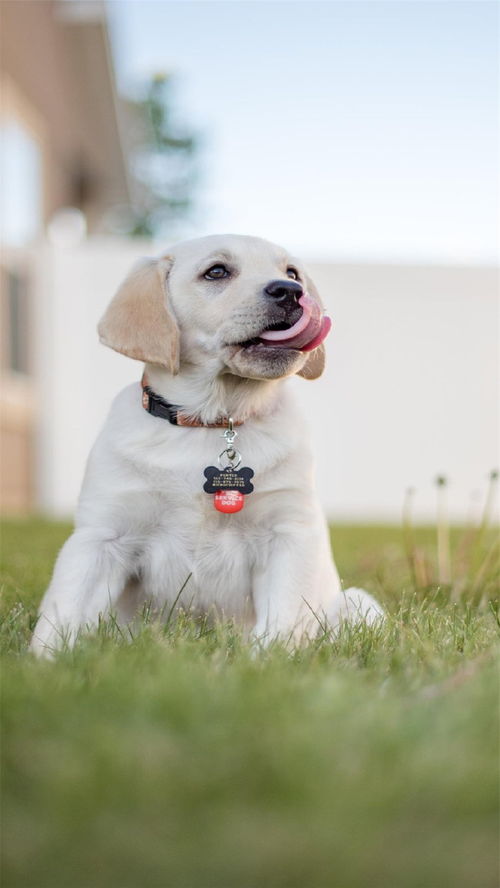 苏州宠物狗犬舍出售纯种比熊犬小型犬好不好养