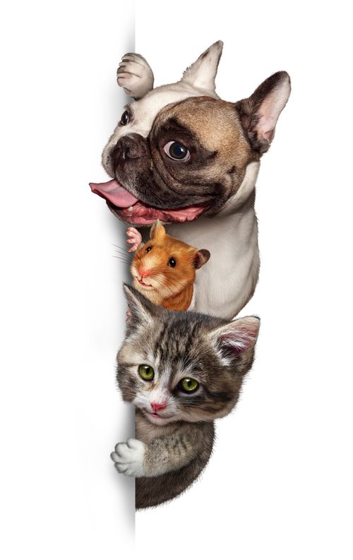 宠物单身狗卡通海报背景图片免费下载