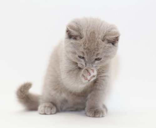 幼猫免疫缺陷期,提高幼猫的免疫力