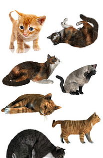 可爱宠物家猫动物家居一角素材猫咪图片