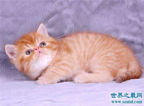 可爱的小猫高清电脑壁纸图片下载,小猫电脑壁纸,宠物壁纸,动物壁纸