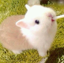 荷兰侏儒兔,属于宠物兔中最小的品种之一,看着很可爱