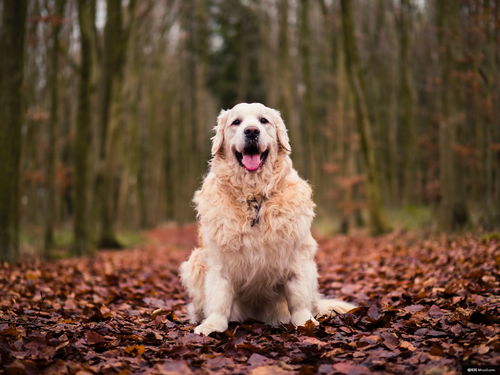 世界十大大型犬排名