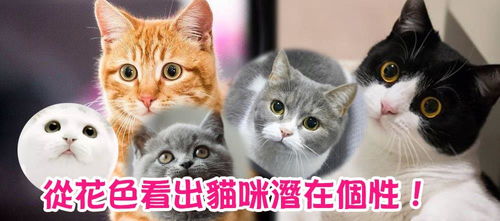 除了暹罗猫,在缅甸猫