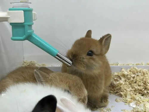 侏儒兔日常,开心的吃饭时间