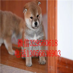 西伯利亚宠物狗拍摄高清图片