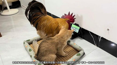 猫咪掉毛严重是什么病