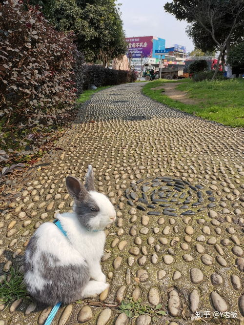 常见宠物猫详细介绍