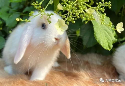 宠物店海报萌宠猫狗狗护理宠物用品宠物美容psd设计模板ps素材