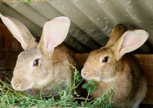 兔子养殖养兔子