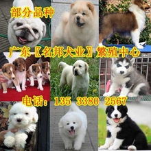 重庆哪能买到高品质萨摩犬纯种萨摩犬微商正规狗场