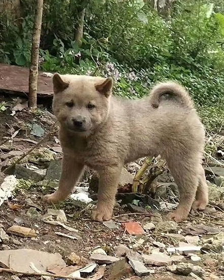 火鸡长什么样子