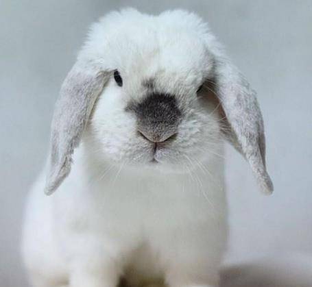 哈哈哈哈,在宠物店偶遇的一个双下巴的兔纸老板说这种兔子是用来做皮草的有点心疼