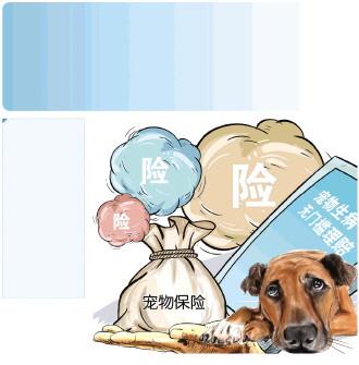 上海宠物狗狗犬舍出售纯种京巴犬