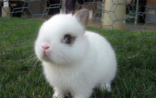 小小侏儒兔吃草,可是萌化了我的心啊