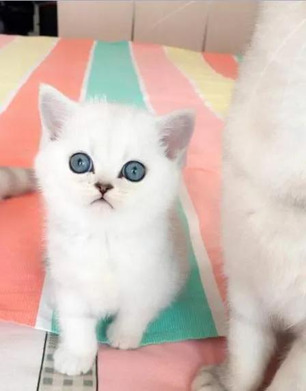 可爱猫咪宠物地毯地垫图片设计素材