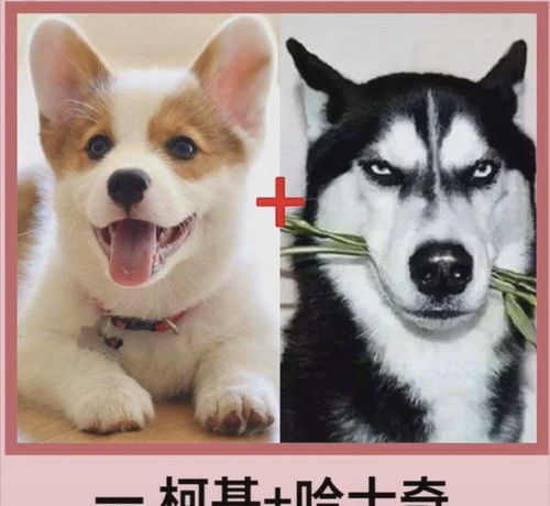 两个多月比熊犬可不可以吃鸡蛋黄