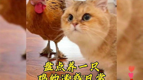 猫咪头像,安排