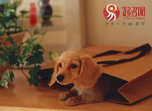 上海茶杯狗出售,博美狗狗,长不大宠物狗狗