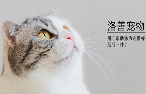 中国没有品种宠物猫