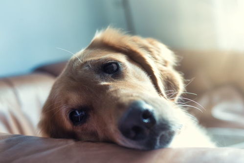 品相好毛色佳女生最爱比熊犬