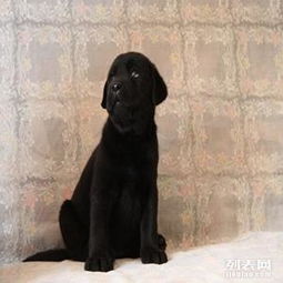 中国十大名犬,中国本土犬种排行