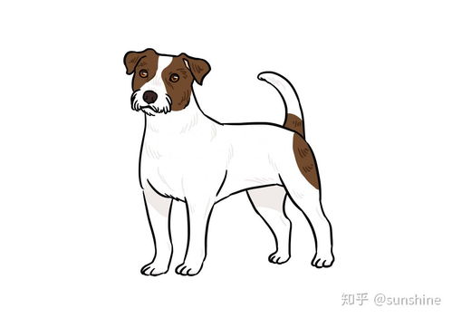 简约宠物领养卡通宠物背景图片免费下载