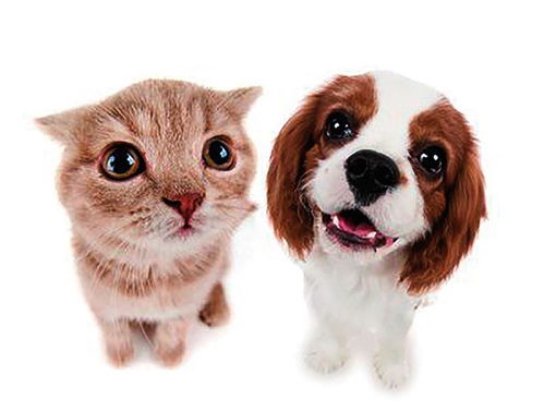 卡通猫狗宠物背景图片免费下载