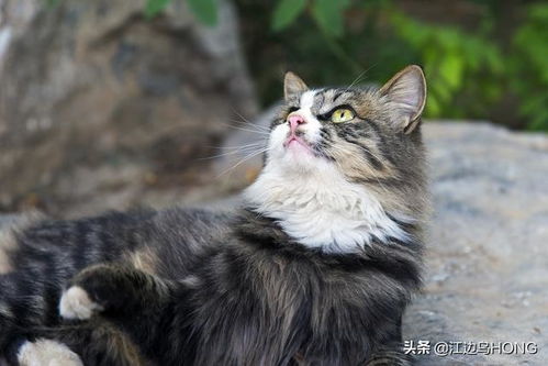 这只猫咪不太冷