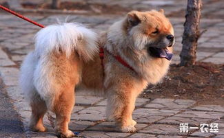 内蒙古宠物狗狗出售纯种博美犬迷你袖珍犬领养茶杯狗