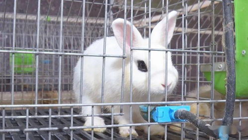 市面上常见的5种宠物兔,小兔子也分上下级关系你知道吗