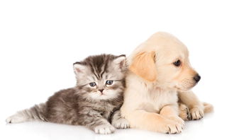 小狗和小猫猫狗动物宠物家居动物图片素材