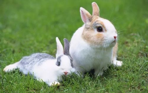 4种方法判断兔子喜不喜欢你,你get到了吗