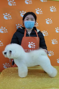 潮州宠物狗犬舍出售纯种博美茶杯俊介犬领养网上卖狗买狗地方在哪有狗市场