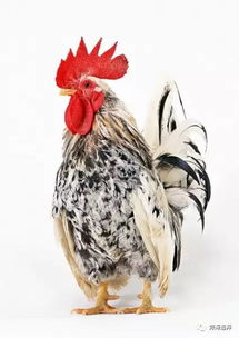 中国一种高1.2米的鸡,在古代是代步工具,送给英国女王被当国宝