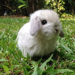 养兔子的伙伴们手机里有什么宠物兔可爱的图片呢