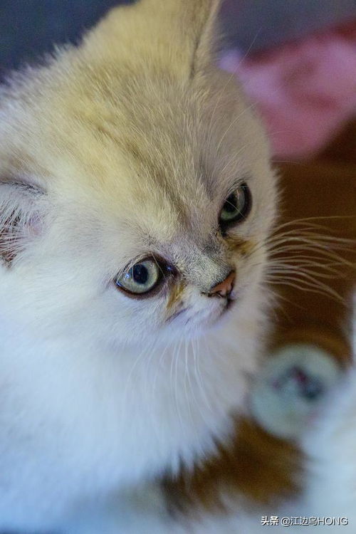 世界上最贵5种宠物猫排行榜,无毛猫垫底,第一名一般人买不起