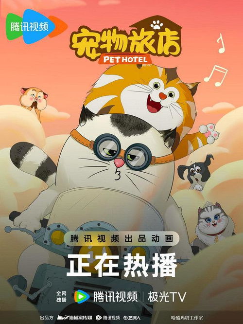 银渐层猫性格,加菲猫性格,布偶猫性格,真是天壤之别