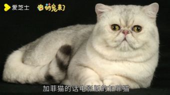 新手养猫,推荐这6种宠物猫,好养不臭