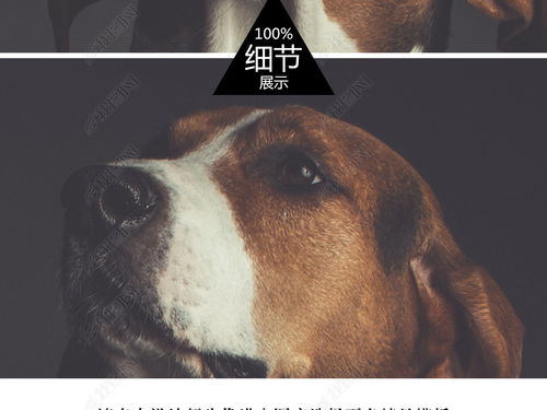 比熊犬冬天晚上睡觉用穿衣服吗