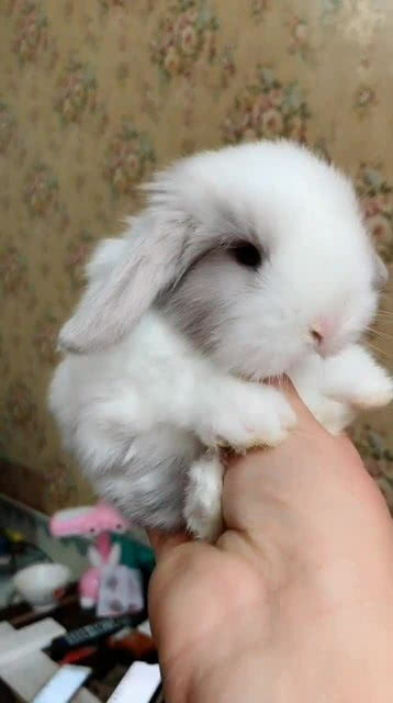 地球上最小的兔子,小到能捧在手心,无野生种类